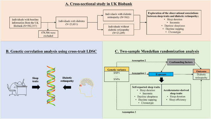 Unraveling the causal role of sleep traits in development of diabetic retinopathy: A UK Biobank observational study and Mendelian randomization.