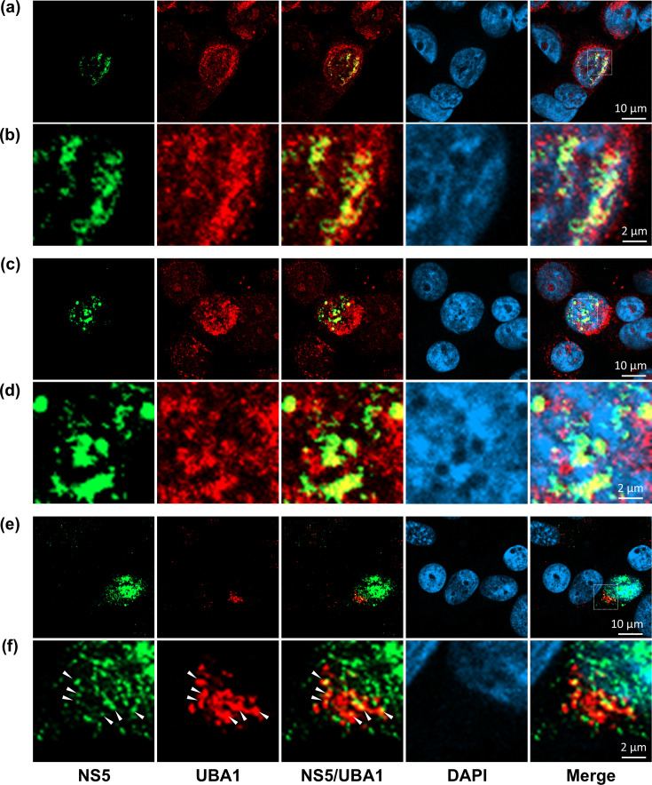 Ubiquitin-like modifier-activating enzyme 1 interacts with Zika virus NS5 and promotes viral replication in the infected cell.
