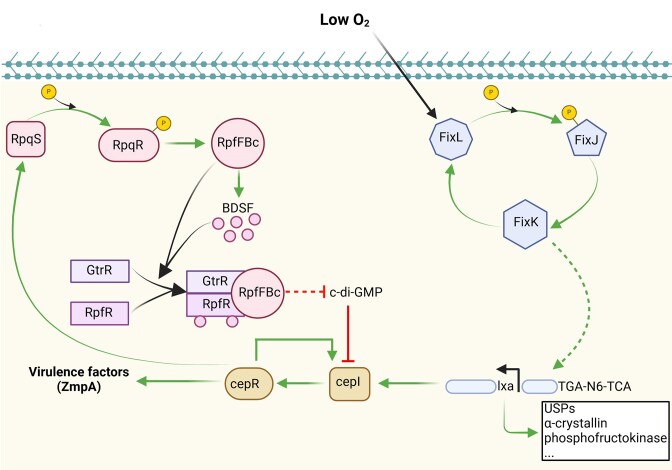 Harnessing hypoxia: bacterial adaptation and chronic infection in cystic fibrosis.