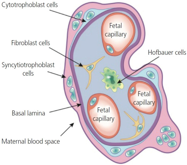 The role of placenta Hofbauer cells during pregnancy and pregnancy complications.