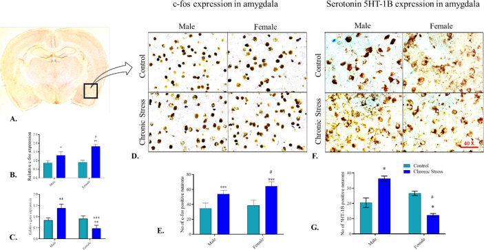 Altered Serotonin 5HT-1B Receptor Expression Regulate Sex-dependent Difference for Stress and Anxiety.
