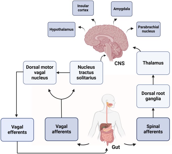 Efficacy of vagus nerve stimulation in gastrointestinal disorders: a systematic review.