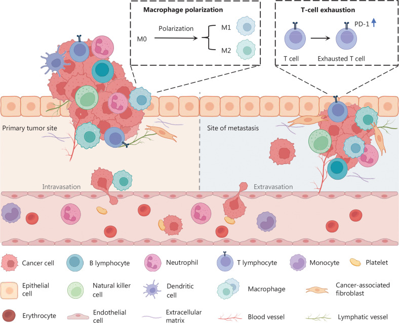 Advancing precision medicine: the transformative role of artificial intelligence in immunogenomics, radiomics, and pathomics for biomarker discovery and immunotherapy optimization.