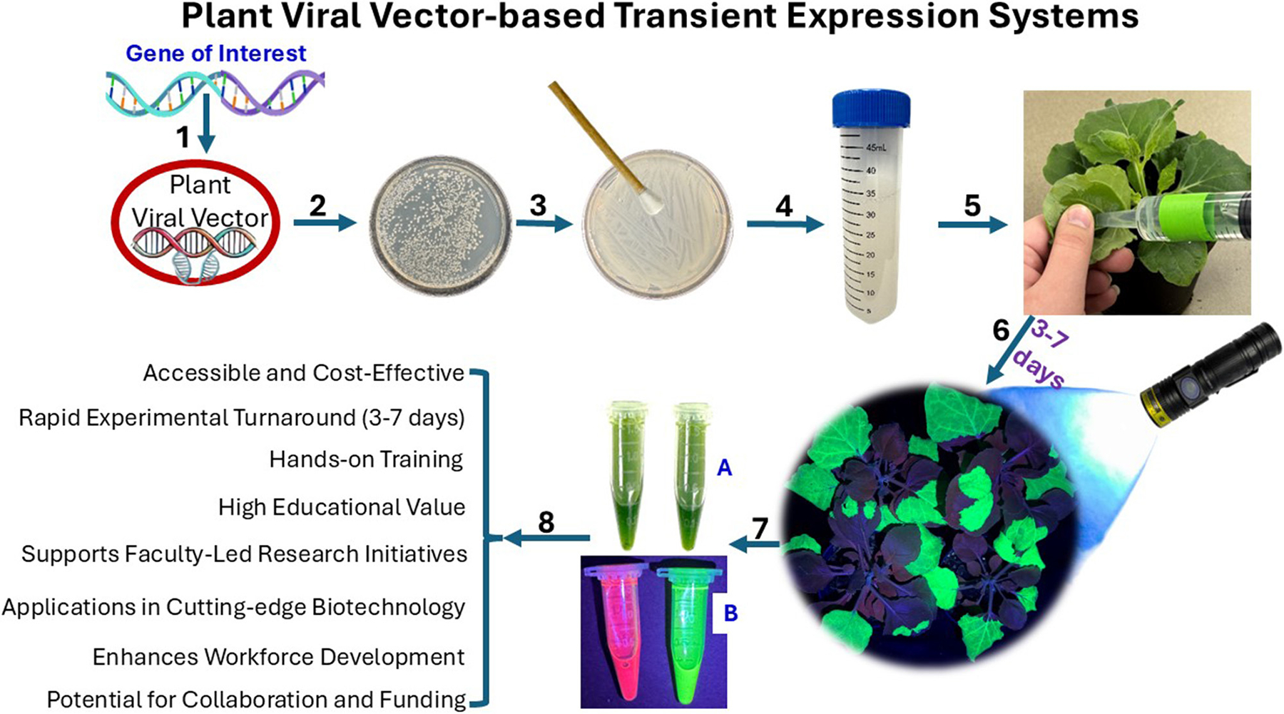 Viral vector-based transient expression systems for plant biotechnology research at PUIs.
