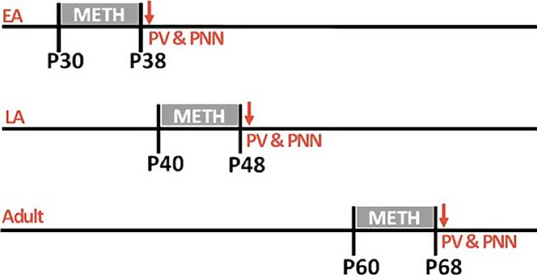 Timing of Methamphetamine Exposure during Adolescence Differentially Influences Parvalbumin and Perineuronal Net Immunoreactivity in the Medial Prefrontal Cortex of Female, but Not Male, Rats.