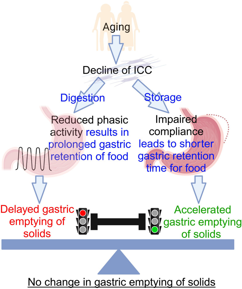 Cellular and molecular mechanisms underlying aging-related gastric neuromuscular dysfunction.