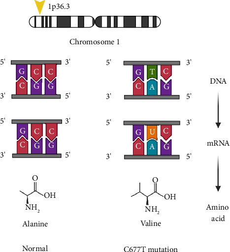 Novel p.Arg534del Mutation and MTHFR C667T Polymorphism in Fragile X Syndrome (FXS) With Autism Spectrum Phenotype: A Case Report.