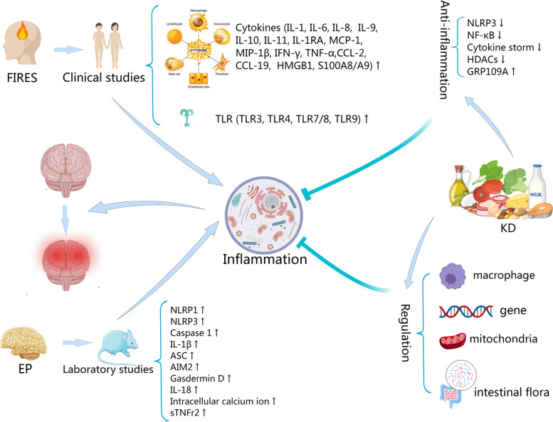Potential inflammatory mechanisms of the ketogenic diet against febrile infection-related epilepsy syndrome.