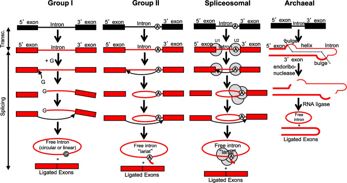 Direct repeats found in the vicinity of intron splice sites