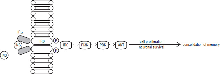 The effect of insulin on the central nervous system: insights into neurological complications and management of type 1 diabetes in the pediatric population.