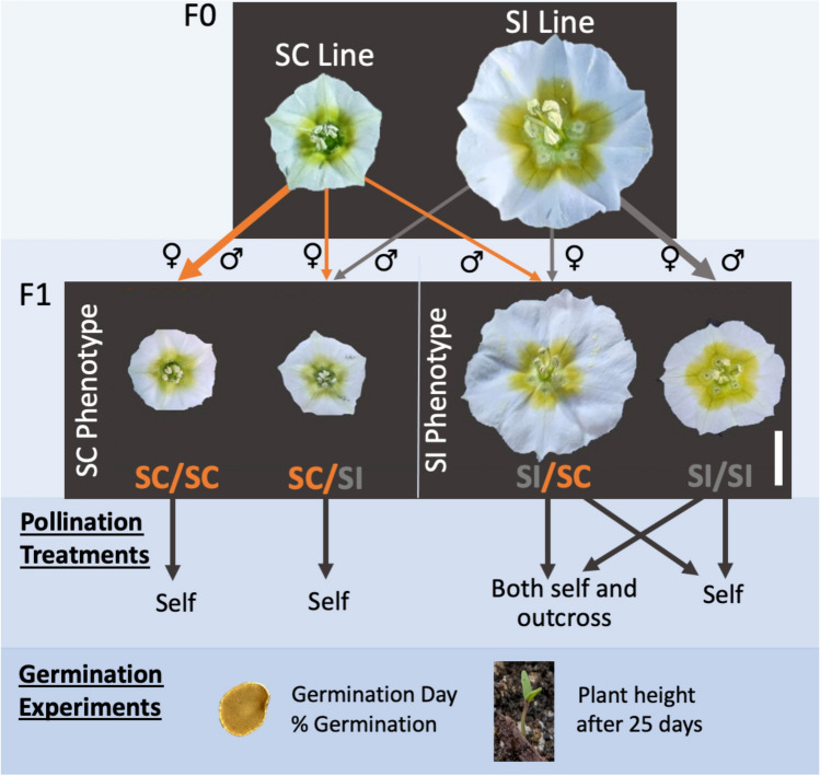 Decay of self-incompatibility within a lifespan in Physalis acutifolia (Solanaceae).