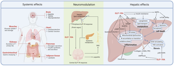 Current Status of Glucagon-like Peptide-1 Receptor Agonists in Metabolic Dysfunction-associated Steatotic Liver Disease: A Clinical Perspective.