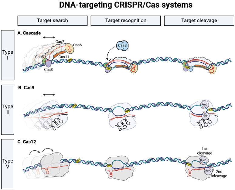 Single-molecule perspectives of CRISPR/Cas systems: target search, recognition, and cleavage.