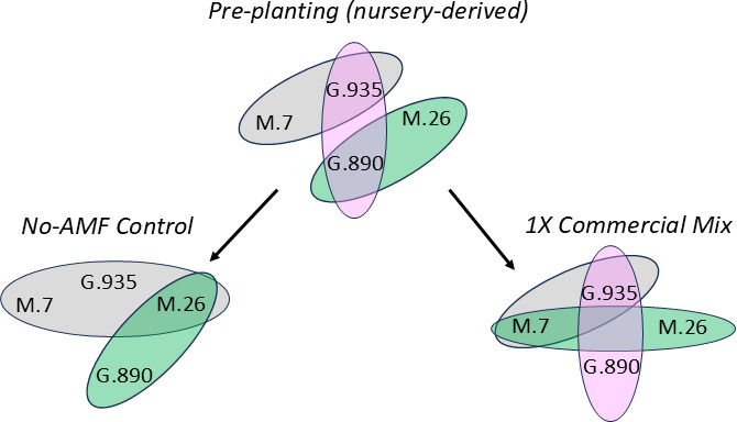 Evaluating the stability of nursery-established arbuscular mycorrhizal fungal associations in apple rootstocks.