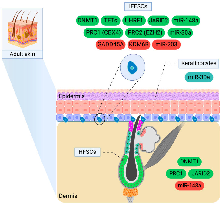 Epigenetics in Skin Homeostasis and Ageing.