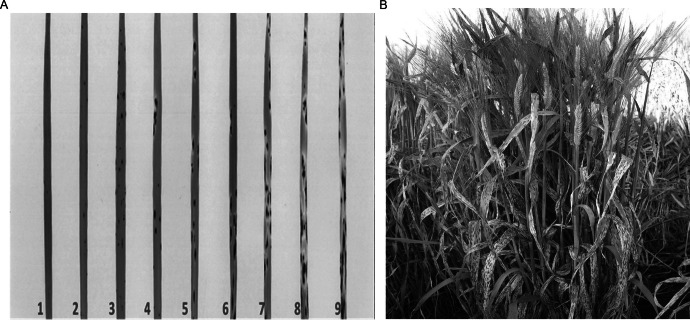 Genomic regions associated with spot blotch resistance in elite barley breeding populations.