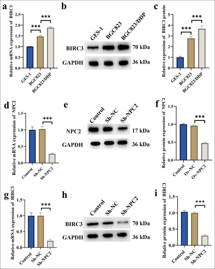 NPC intracellular cholesterol transporter 2 regulates the anti-apoptotic protein baculoviral inhibitor of apoptosis repeat containing 3 and affects drug resistance in gastric cancer.