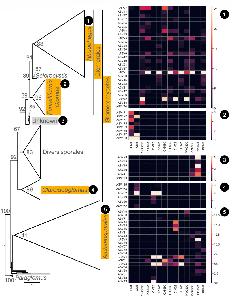 Evaluating the stability of nursery-established arbuscular mycorrhizal fungal associations in apple rootstocks.