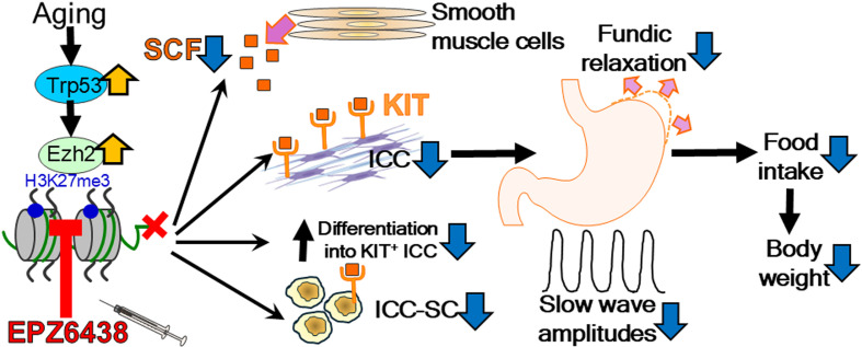 Cellular and molecular mechanisms underlying aging-related gastric neuromuscular dysfunction.