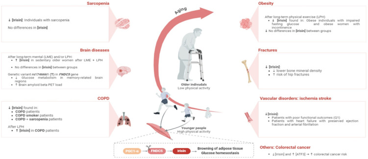 Understanding the Role of Irisin in Longevity and Aging: A Narrative Review.