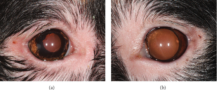Anterior Uveitis and Uveal Depigmentation in a Dog With Vitiligo.