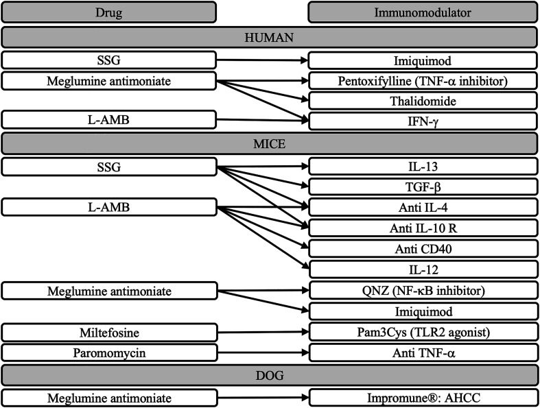 Leishmaniases: Strategies in treatment development.