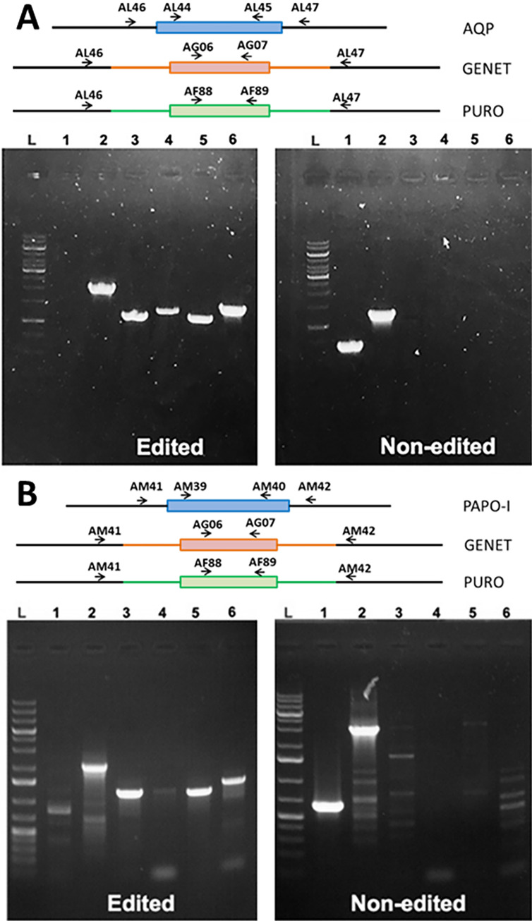 Apoptotic proteins in Leishmania donovani: in silico screening, modeling, and validation by knock-out and gene expression analysis.
