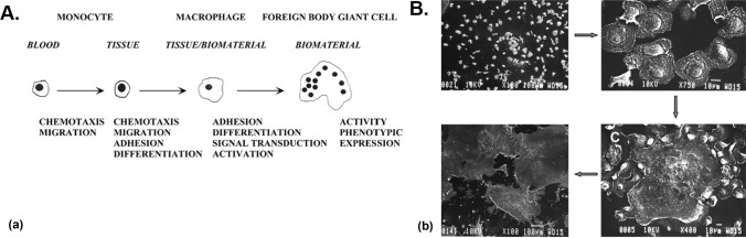 Materials approaches for next-generation encapsulated cell therapies.