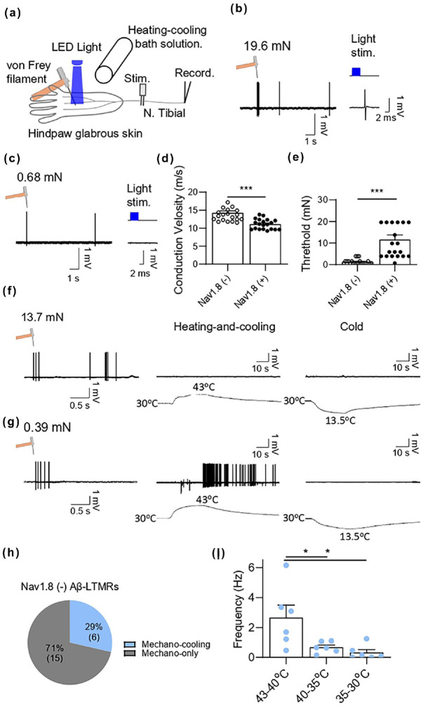 Cooling from noxious heat to normal skin temperatures excites a subpopulation of cutaneous Aβ-fiber low-threshold mechanoreceptors.