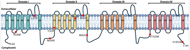 Genetic background and clinical phenotype in a Vietnamese cohort with Brugada syndrome: A whole exome sequencing study.