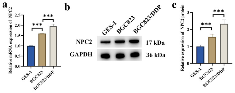 NPC intracellular cholesterol transporter 2 regulates the anti-apoptotic protein baculoviral inhibitor of apoptosis repeat containing 3 and affects drug resistance in gastric cancer.