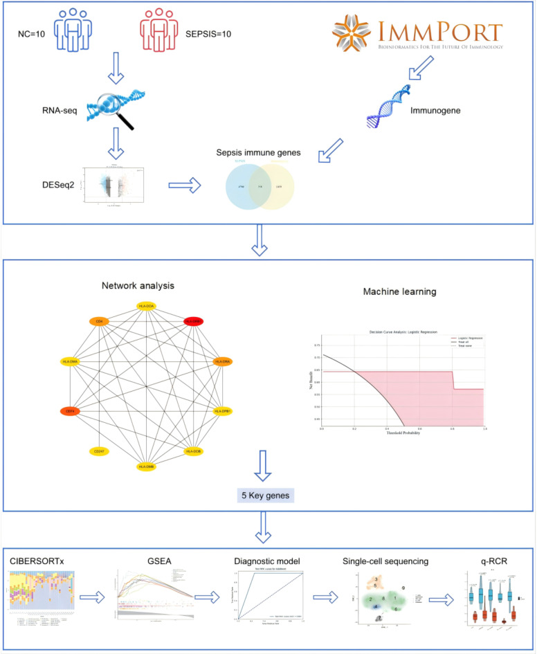 Combining machine learning and single-cell sequencing to identify key immune genes in sepsis.