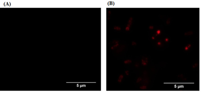 Expressing red fluorescent protein on the surface of <i>Escherichia coli</i> using C-terminal domain of autotransporters.