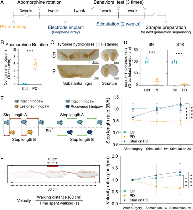 Cortical Stimulation-Based Transcriptome Shifts on Parkinson's Disease Animal Model.