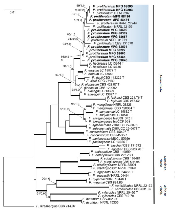 The Toxin-Producing Ability of Fusarium Proliferatum Strains Isolated from Grain.