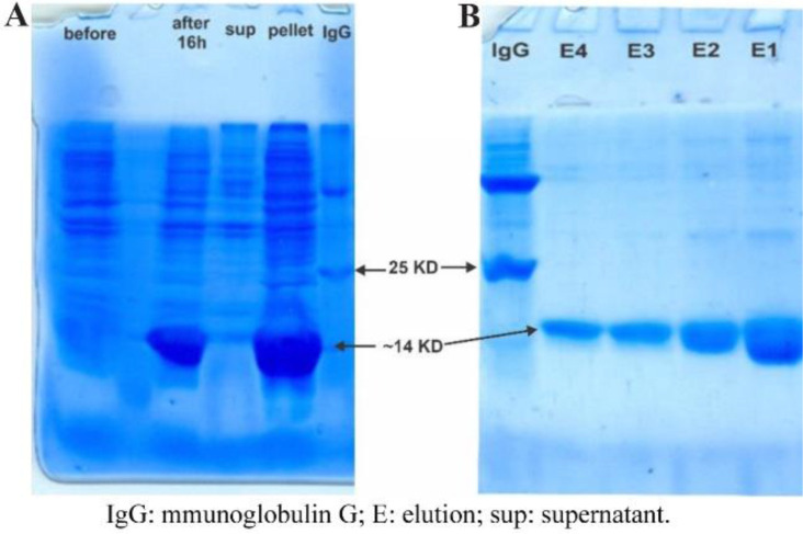 Isolation and Preliminary Characterization of a Novel scFv against <i>SARS-CoV-2</i> : an Experimental and Computational Analysis.