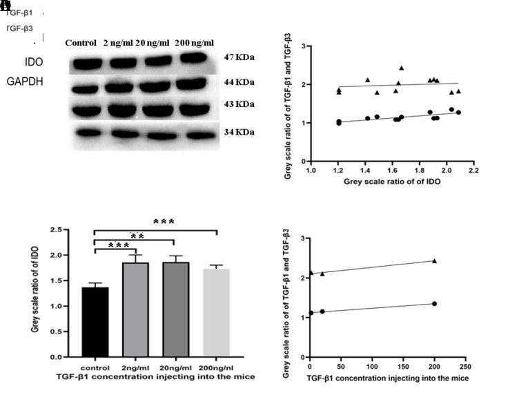 Effect of Exogenous of Transforming Growth Factor-β1 on Pregnancy Outcome in Mice with Recurrent Pregnancy Loss by Persistent Enhancement of Placental Tissue Indoleamine 2,3-Dioxygenase Expression.