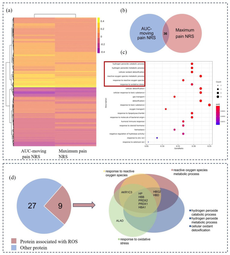 Preoperative reactive oxygen species exacerbate postoperative hyperalgesia by aggravating neuroinflammation through galectin-3.
