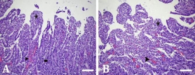 Diagnosis of bovine group A rotavirus, bovine coronavirus, <i>Escherichia</i> <i>coli</i> K99, <i>Cryptosporidium</i> spp., <i>Giardia</i> spp. in calf diarrhea with one-step duplex RT-PCR: histopathological and immunochromotographic methods.