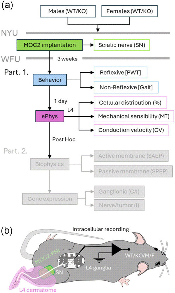 Advanced cancer perineural invasion induces profound peripheral neuronal plasticity, pain, and somatosensory mechanical deactivation, unmitigated by the lack of TNFR1. Part. 1: Behavior and single-cell in vivo electrophysiology.