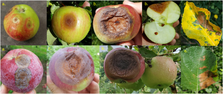 Apple Bitter Rot: Biology, Ecology, Omics, Virulence Factors, and Management of Causal Colletotrichum Species.