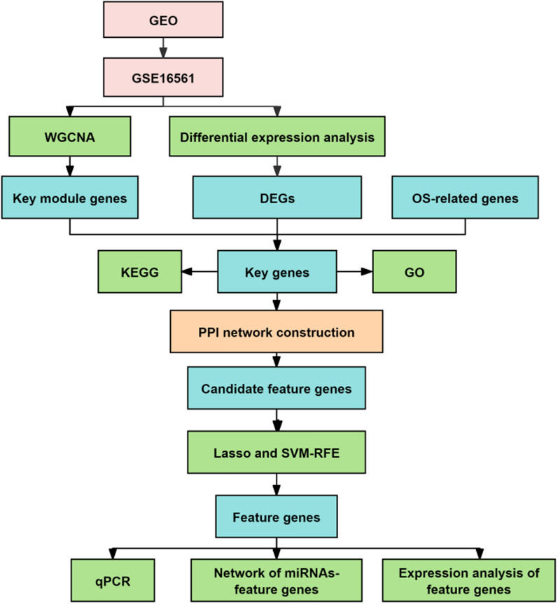 Identification of key genes associated with oxidative stress in ischemic stroke via bioinformatics integrated analysis.