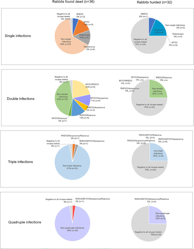 Mixed viral infections (Rotavirus, Herpesvirus and others) in European wild rabbits