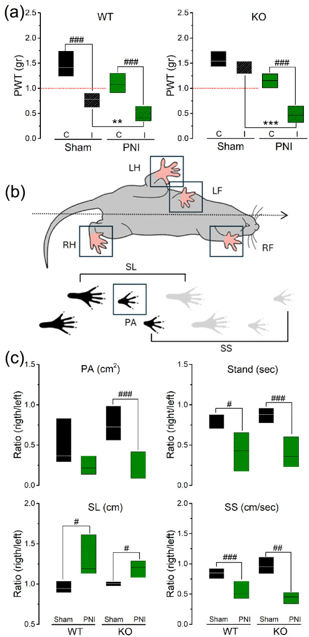 Advanced cancer perineural invasion induces profound peripheral neuronal plasticity, pain, and somatosensory mechanical deactivation, unmitigated by the lack of TNFR1. Part. 1: Behavior and single-cell in vivo electrophysiology.