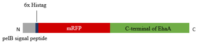 Expressing red fluorescent protein on the surface of <i>Escherichia coli</i> using C-terminal domain of autotransporters.