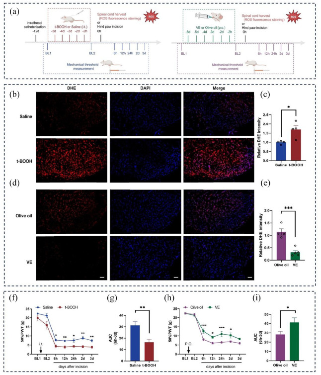 Preoperative reactive oxygen species exacerbate postoperative hyperalgesia by aggravating neuroinflammation through galectin-3.
