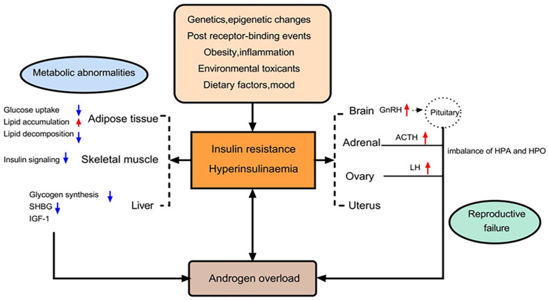 Update on the therapeutic role of metformin in the management of polycystic ovary syndrome: Effects on pathophysiologic process and fertility outcomes.