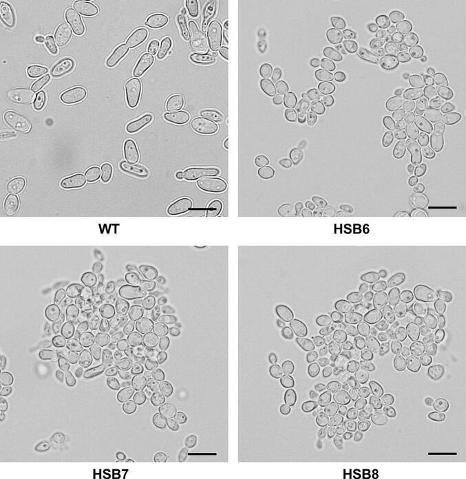 Sporothrix brasiliensis Gp70 is a cell wall protein required for adhesion, proper interaction with innate immune cells, and virulence