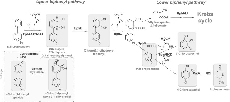 Surfing in the storm: how Paraburkholderia xenovorans thrives under stress during biodegradation of toxic aromatic compounds and other stressors.