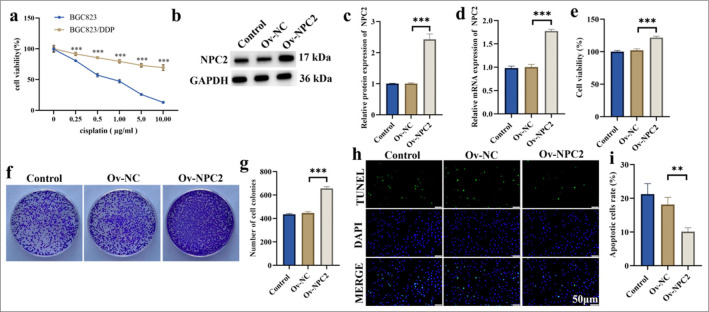NPC intracellular cholesterol transporter 2 regulates the anti-apoptotic protein baculoviral inhibitor of apoptosis repeat containing 3 and affects drug resistance in gastric cancer.